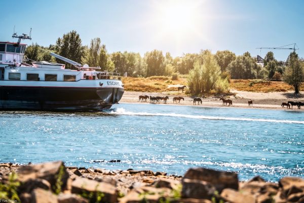 Rhein Niedrigwasser mit historischem Tiefstand